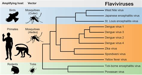 china duck flavivirus disease|Frontiers .